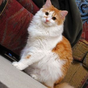 Meet your Posher, Athena